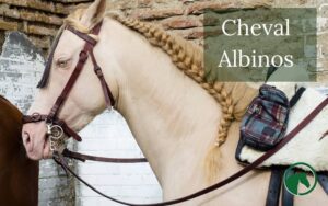 cheval albinos