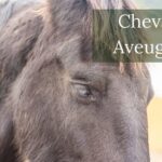 Cheval Aveugle: Comment Bien s'en Occuper ?