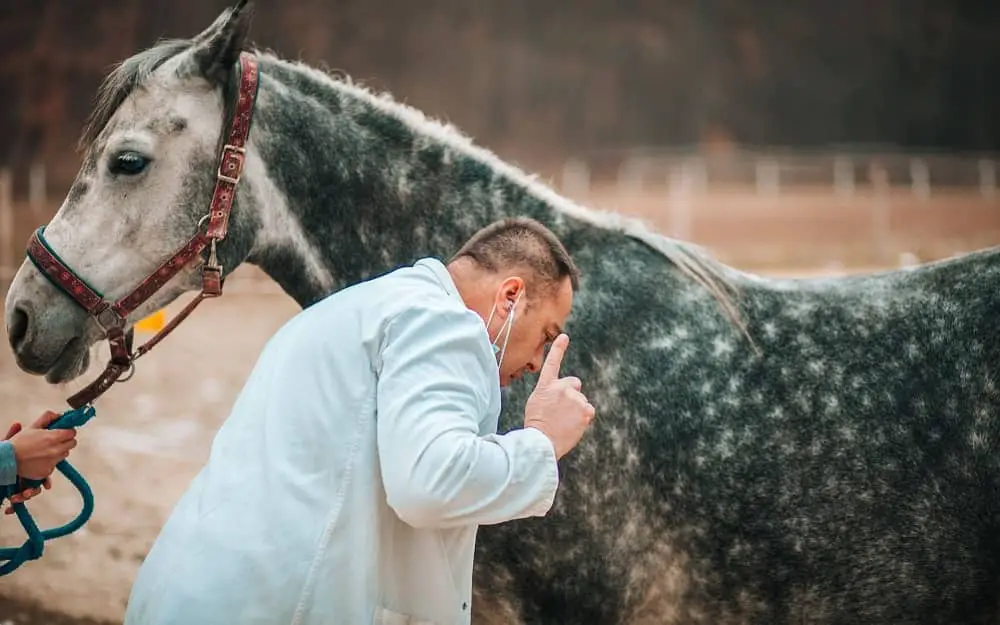 Vétérinaire et cheval