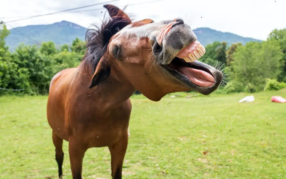 cheval qui montre ses dents