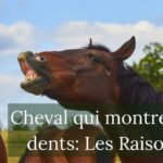 cheval qui montre ses dents